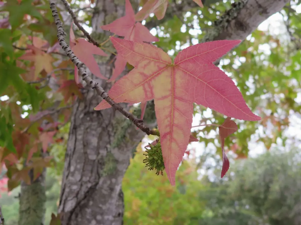 Red leaf in late September. 