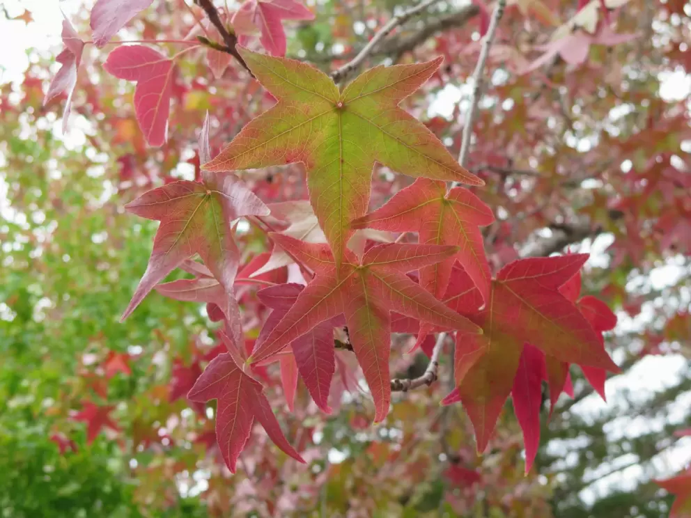 Red leaves in the fall. 