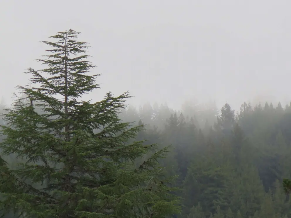 Foggy forest vibes. 