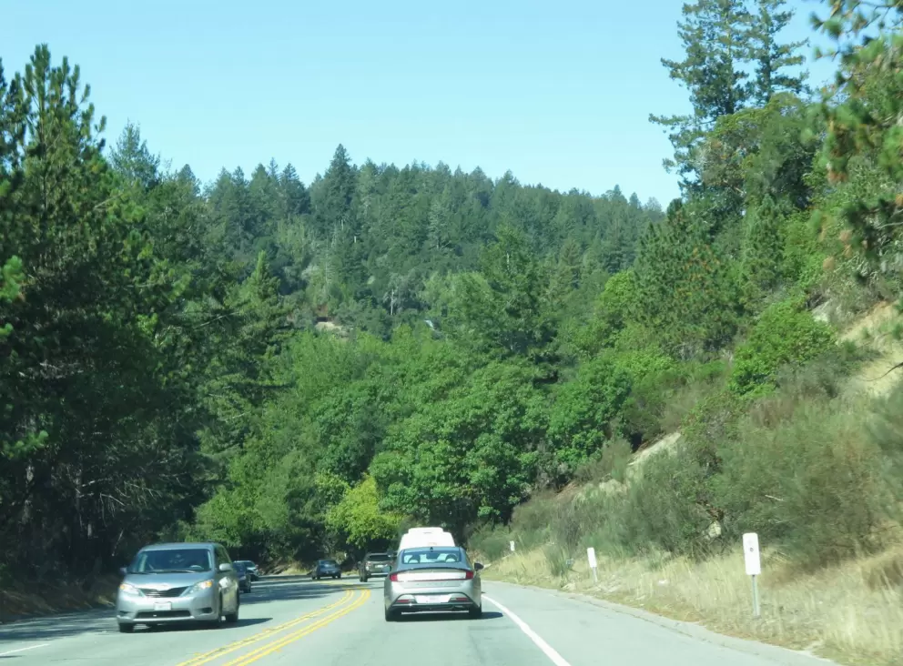 Driving on Mt Hermon Road past beautiful pine trees. 