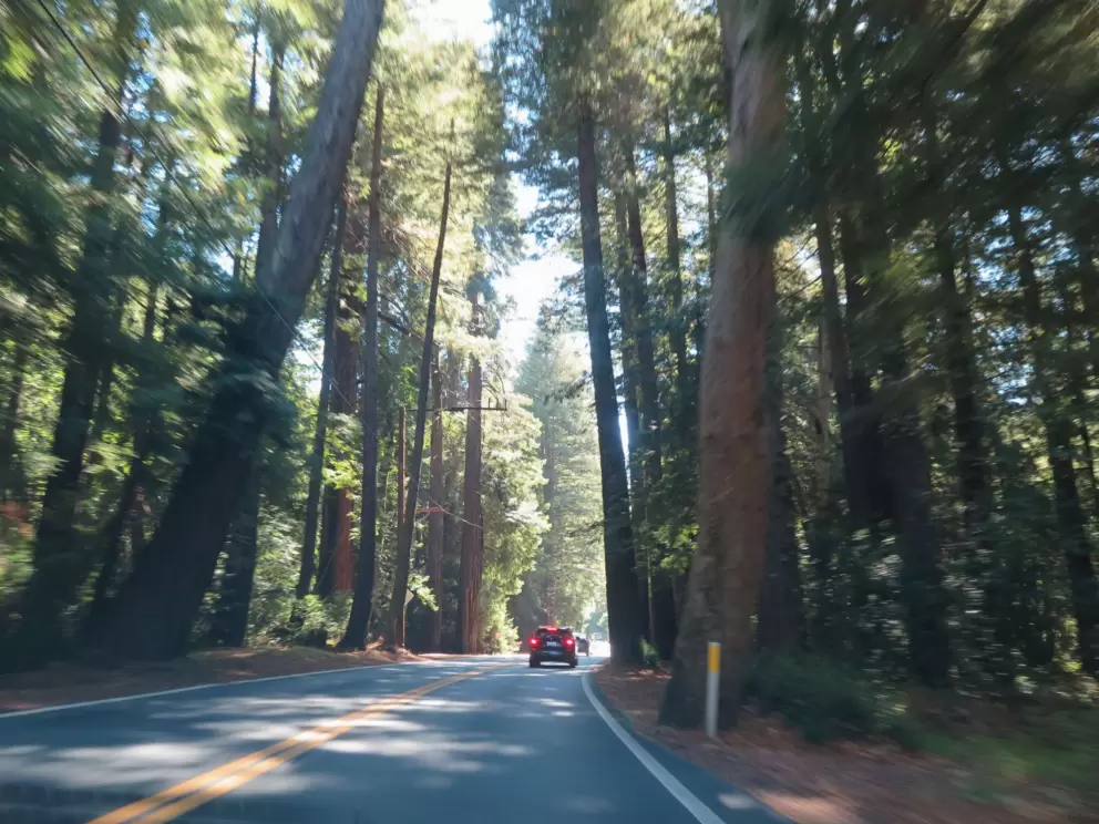 Driving through redwood forest. 