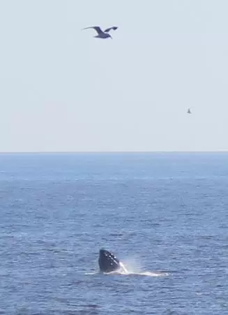 A whale breeching, on a sunny September day. 