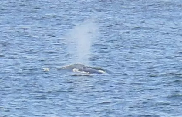 Whale puffing out mist. 