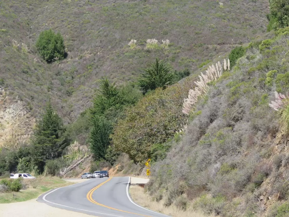 Pampas grass by the curving road. 