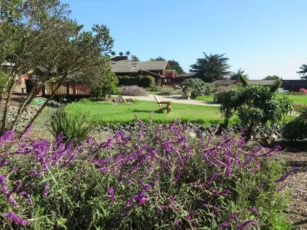 Flowers and lawn at Ragged Point. 