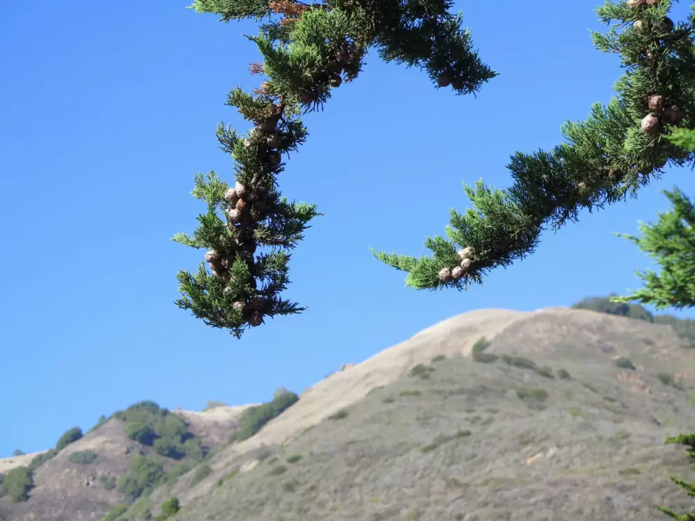 Pine tree branches and hills. 