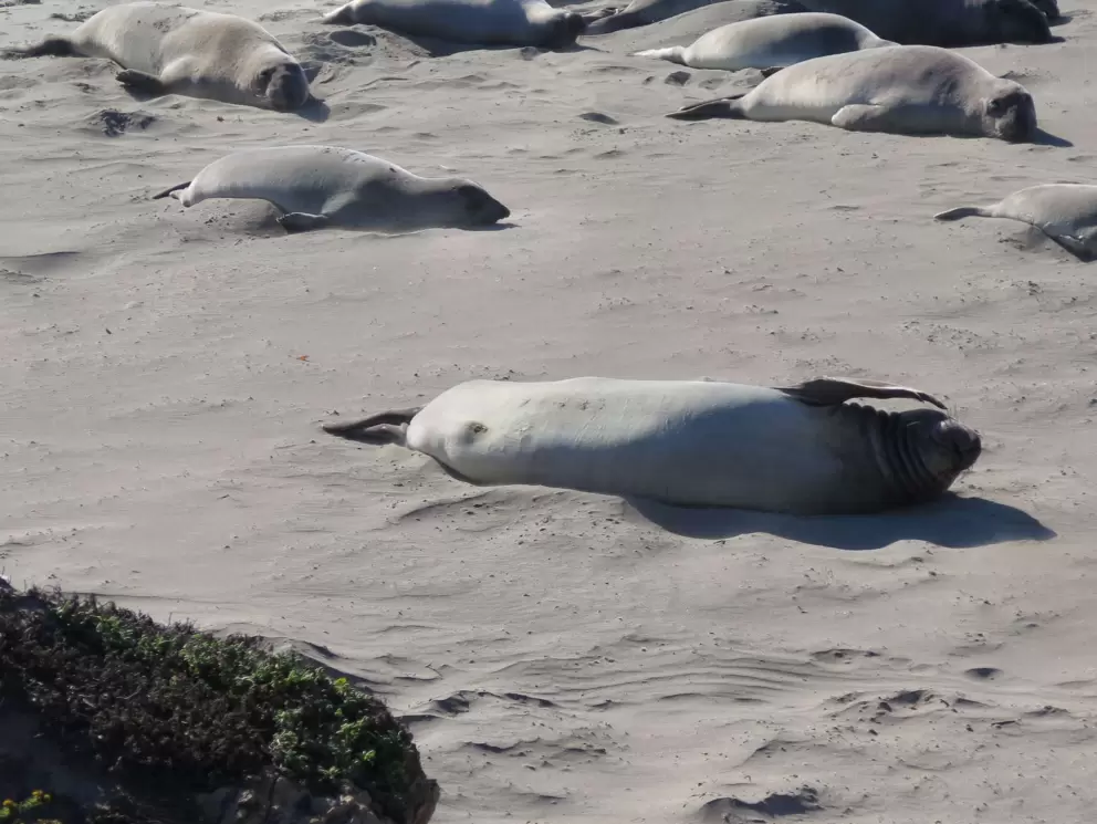 A seal lying on its side. 