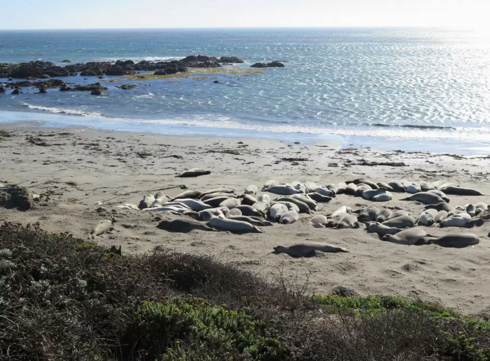 Seal harem. 