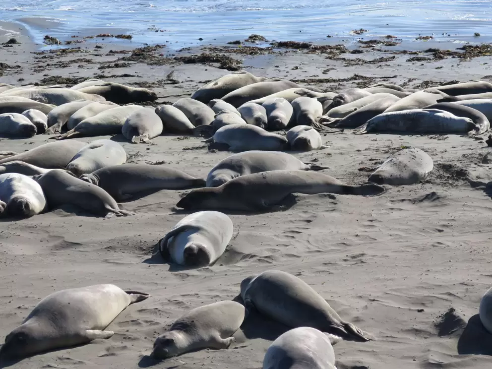 Seals gathered by the water. 