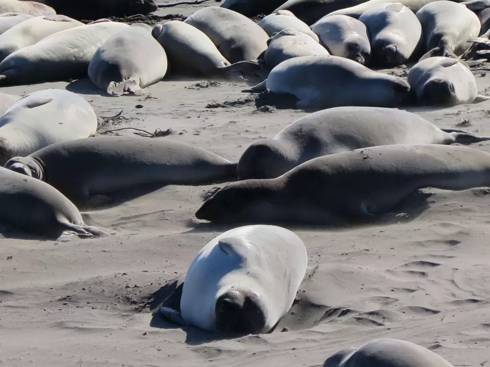 Sleeping cozily in the soft sand. 