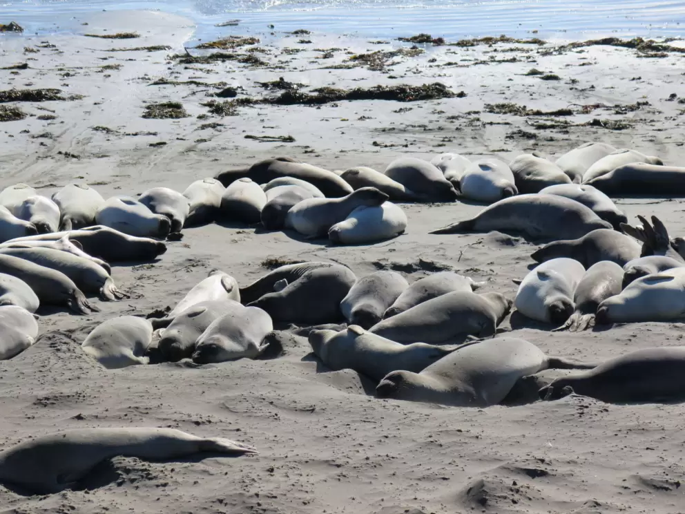 Resting together near the shore. 