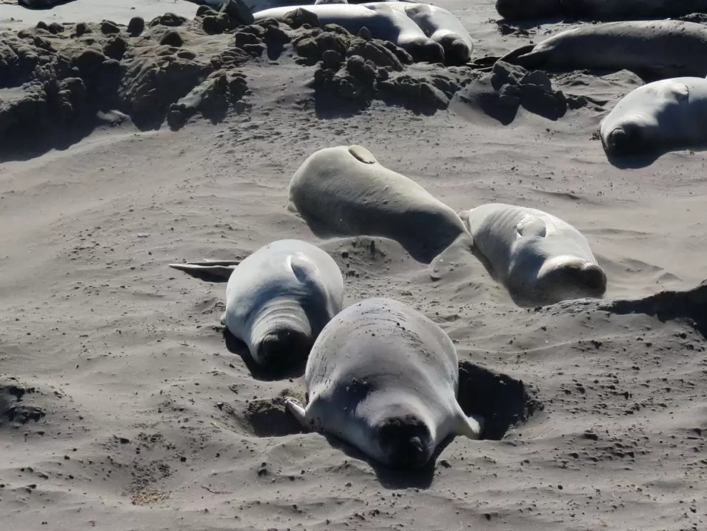 Soaking up some warmth from the sand and sun. 