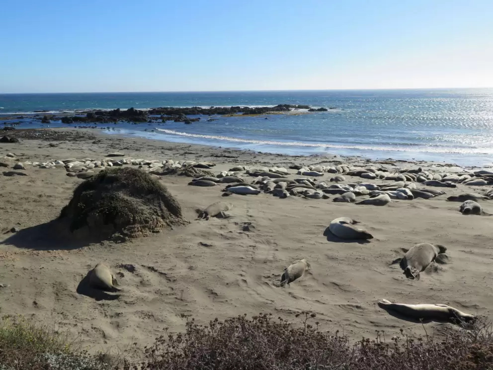 Seals and a rock jetty behind. 