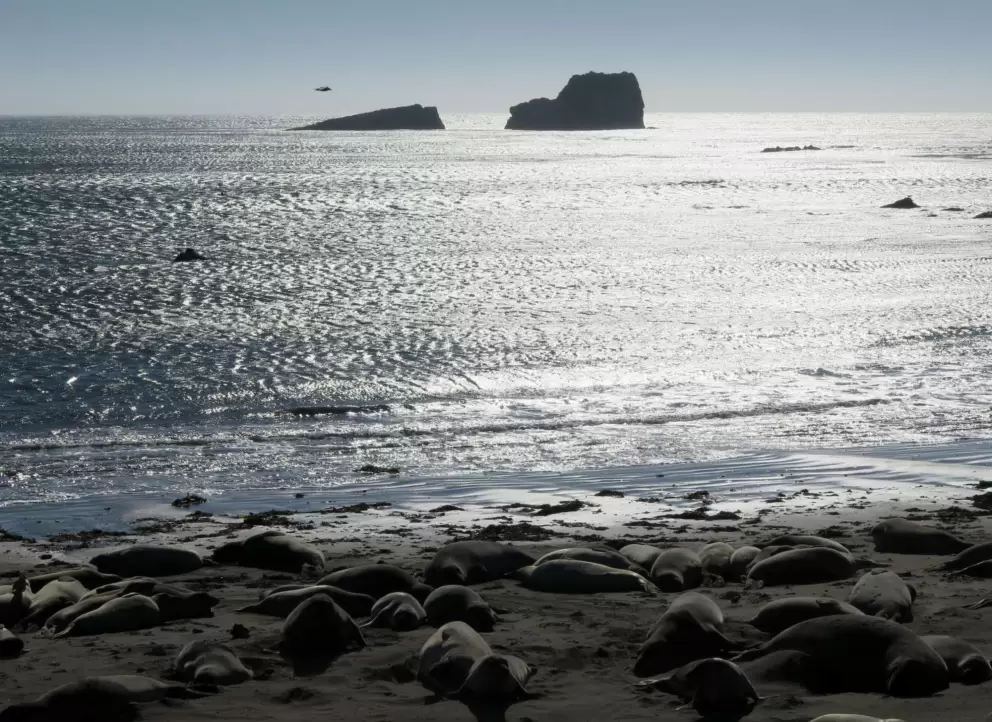 Seals, sparkling water, and rocks jutting out of the sea. 