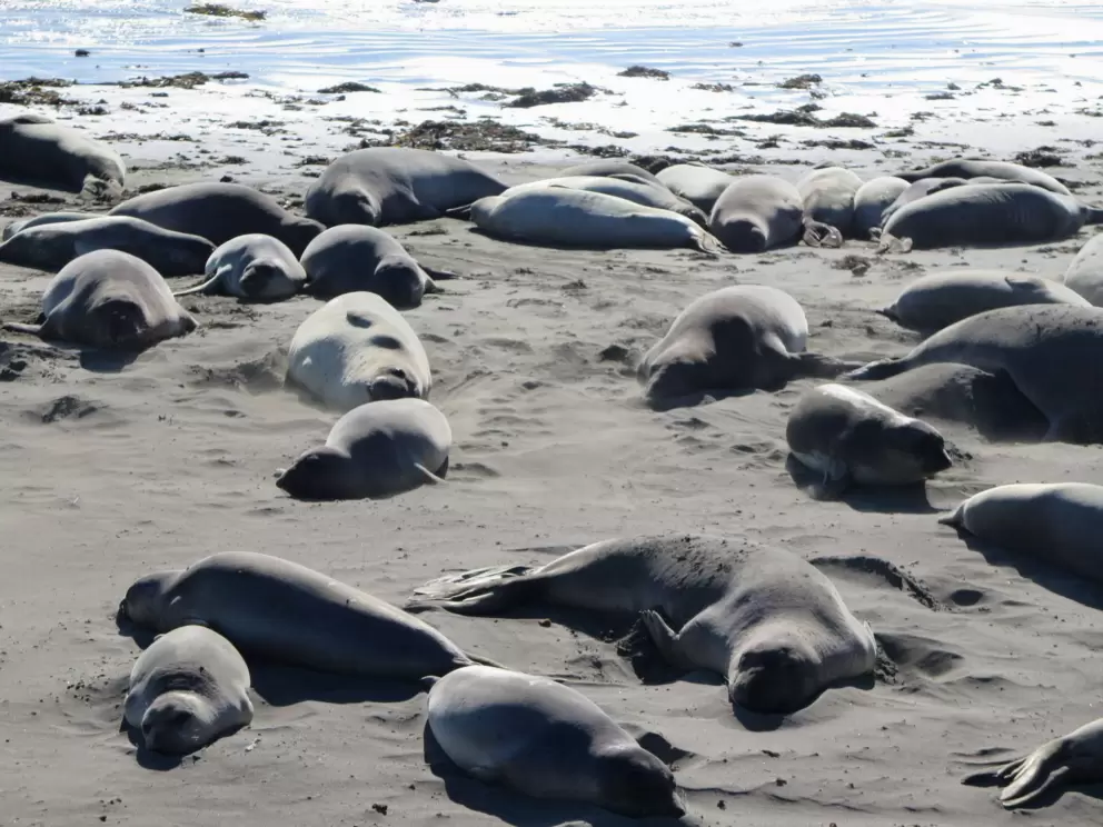 Baby seal looking cute, bottom left. 