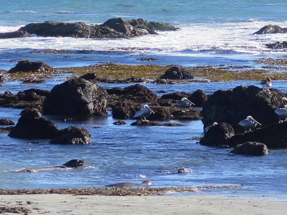 Blue water and pelicans on the rocks. 