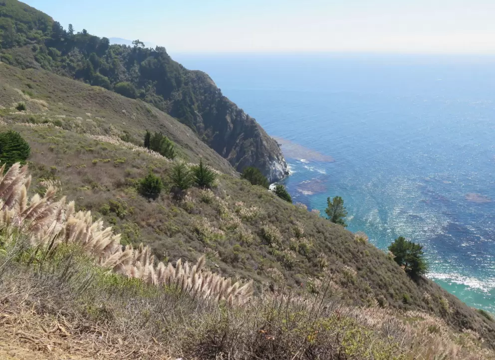 Pampas grass catching the light, and gorgeous high cliffs.