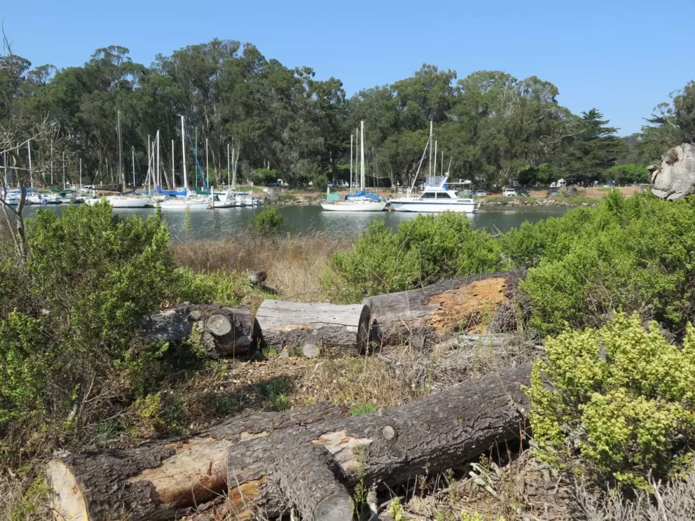 View of the trees and boats in the marina, and the lovely green water.