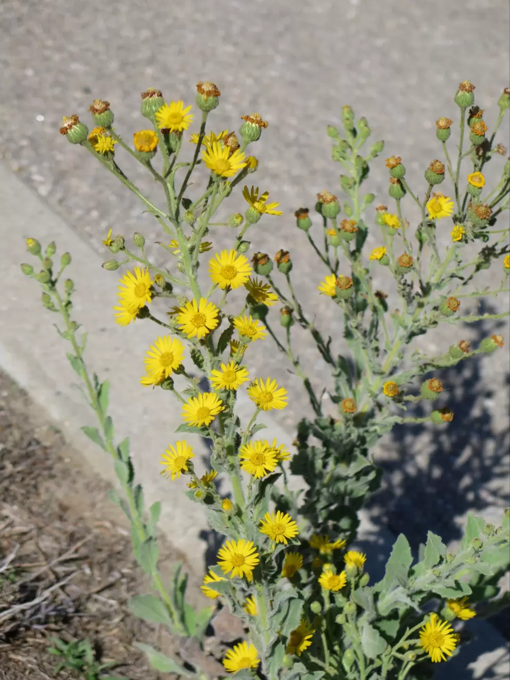Flowers along the path. 