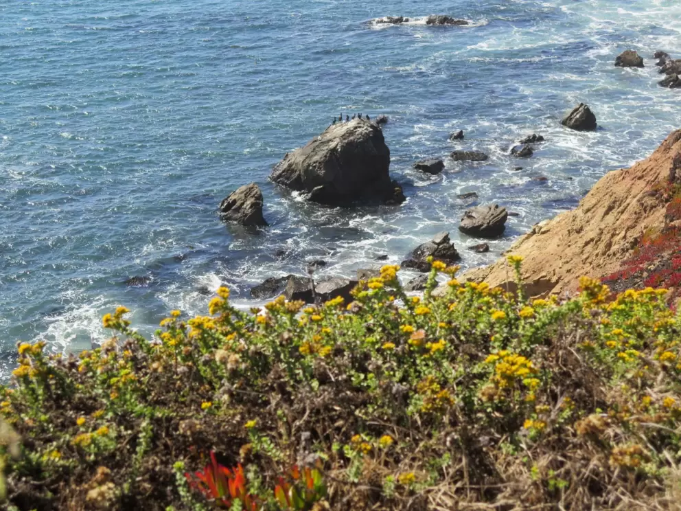 Flowers and rocks below. 