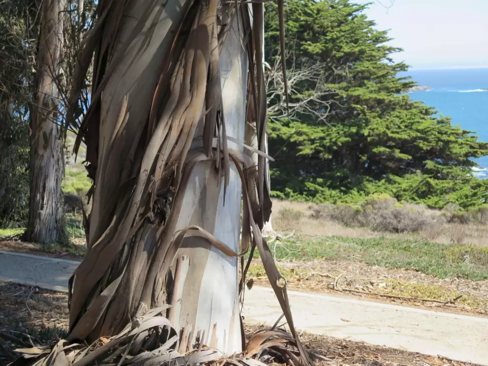 Eucalyptus tree. 