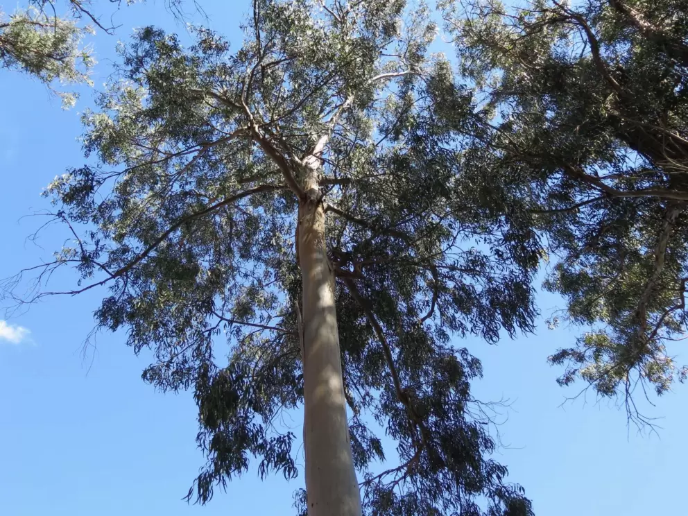 Looking up at a tall eucalyptus. 