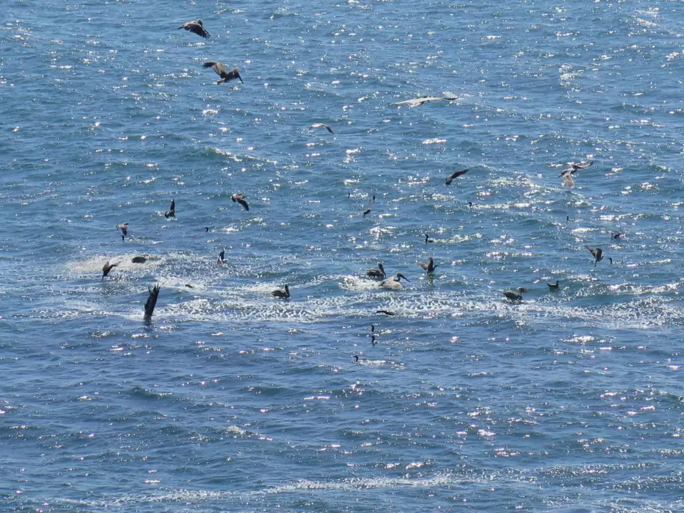 Birds divebombing.