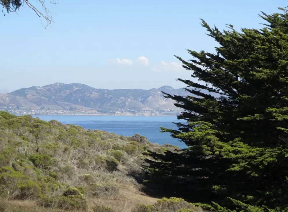 The luminous water, and cypress tree. 