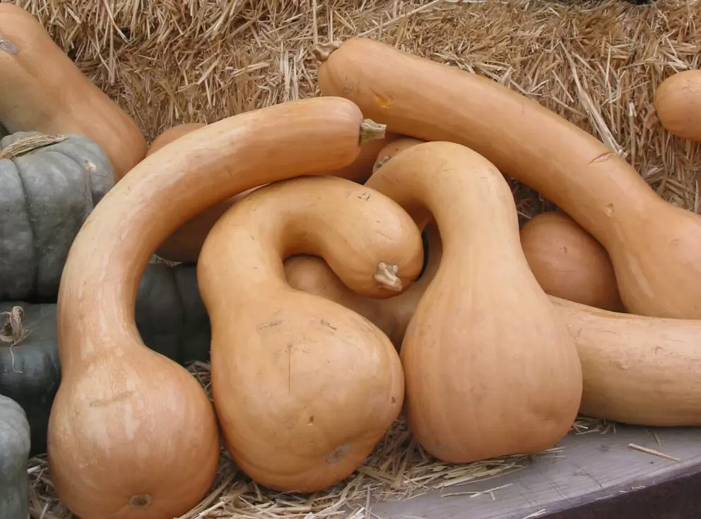 Wonderful shapes! Winter squash.