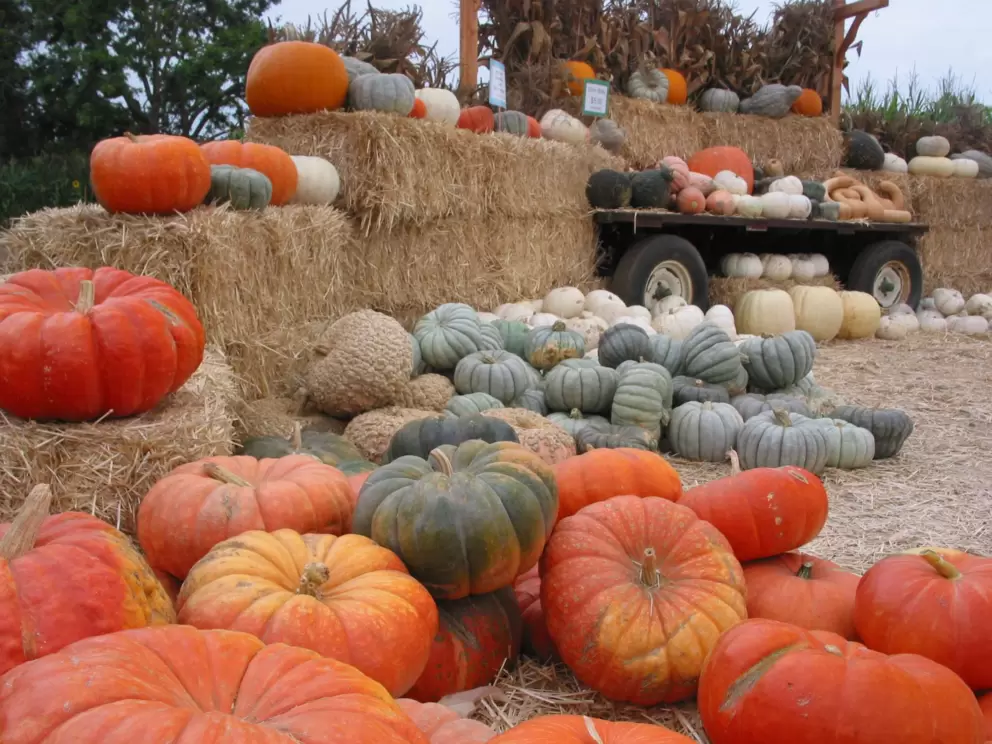 What a beautiful sight! Pumpkins and squash of all types.