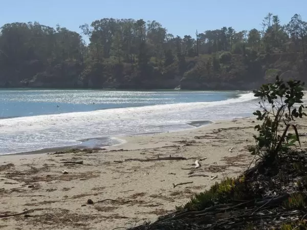 The glistening water and strand of trees. 