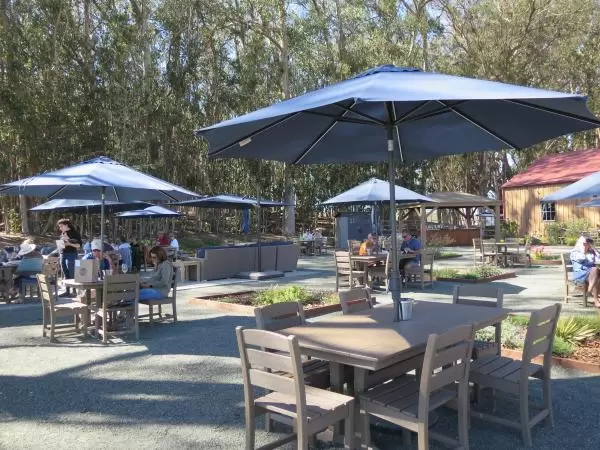 Chairs and eucalyptus trees, at Hearst Ranch Winery. 