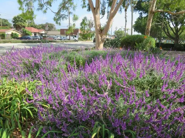 Flowers and yellow eucalyptus in the parking lot across the street. 