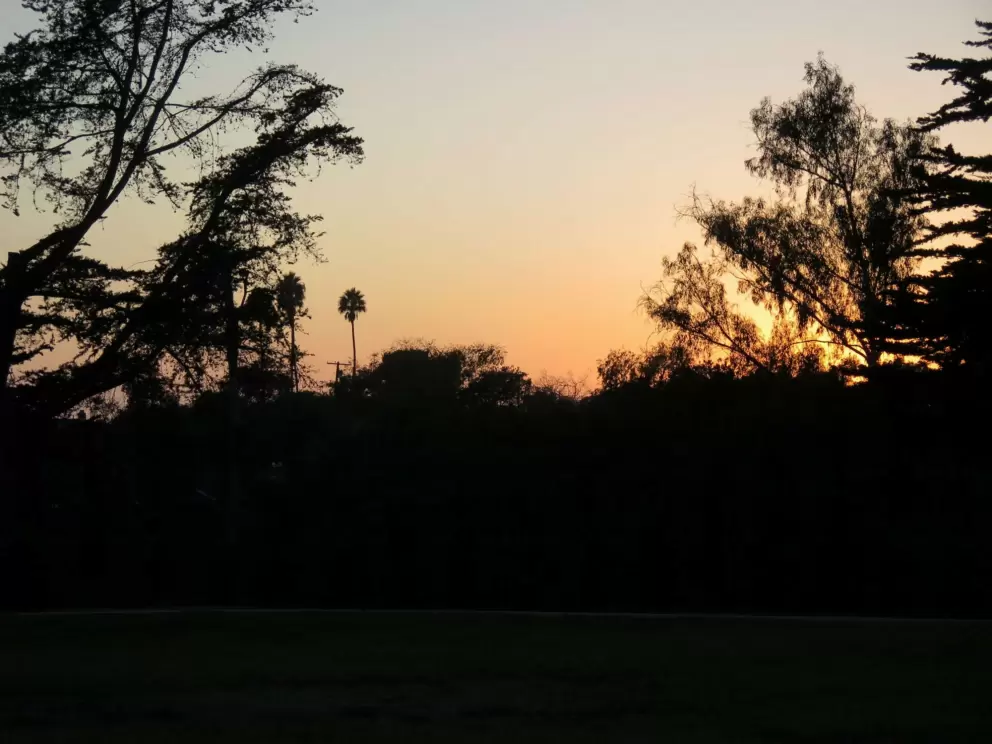 The sun sets, causing the trees to be silhouetted against the sky. 
