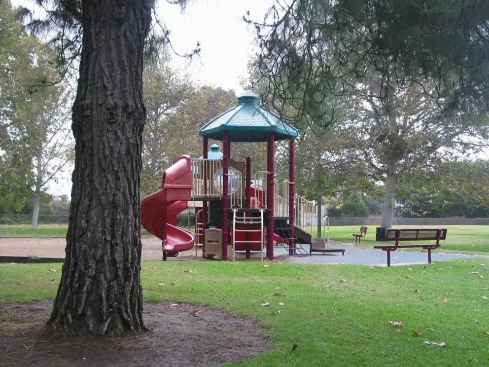 A play structure, bench, and redwood tree.