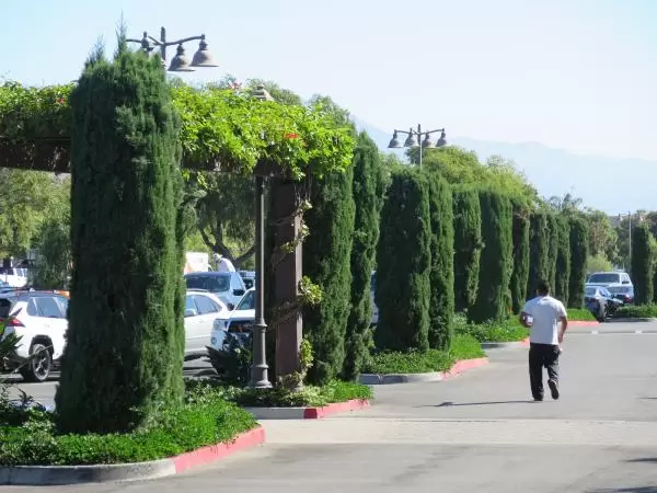 Italian Cypress trees in a row.