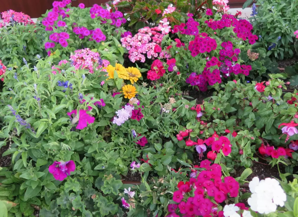 Flowers along the strand. 