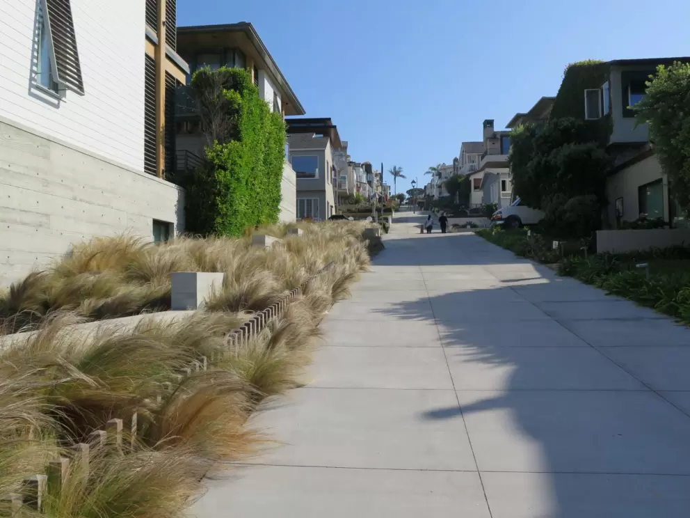 Ornamental grasses on a street leading down to the strand. 