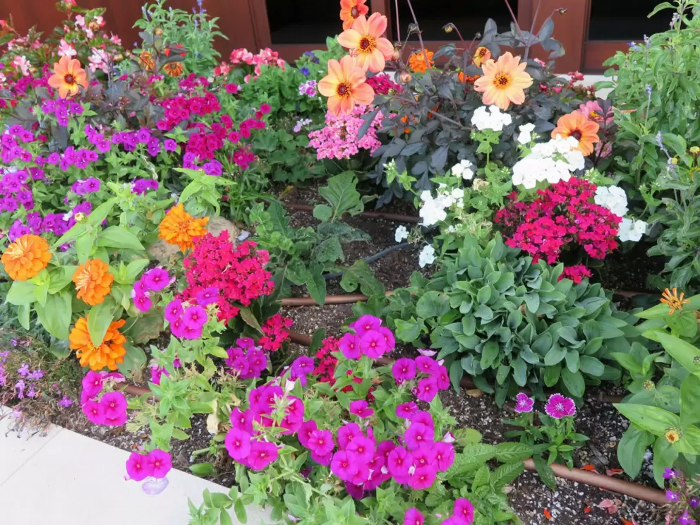 Flowers to admire. 