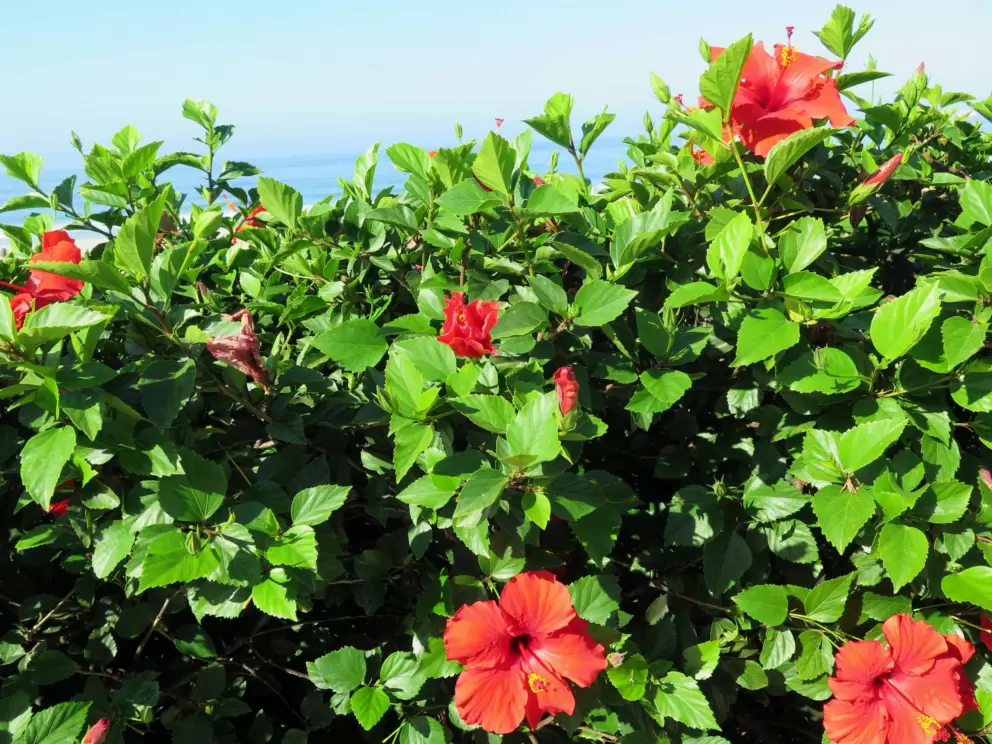 Red hibiscus with the ocean behind. 