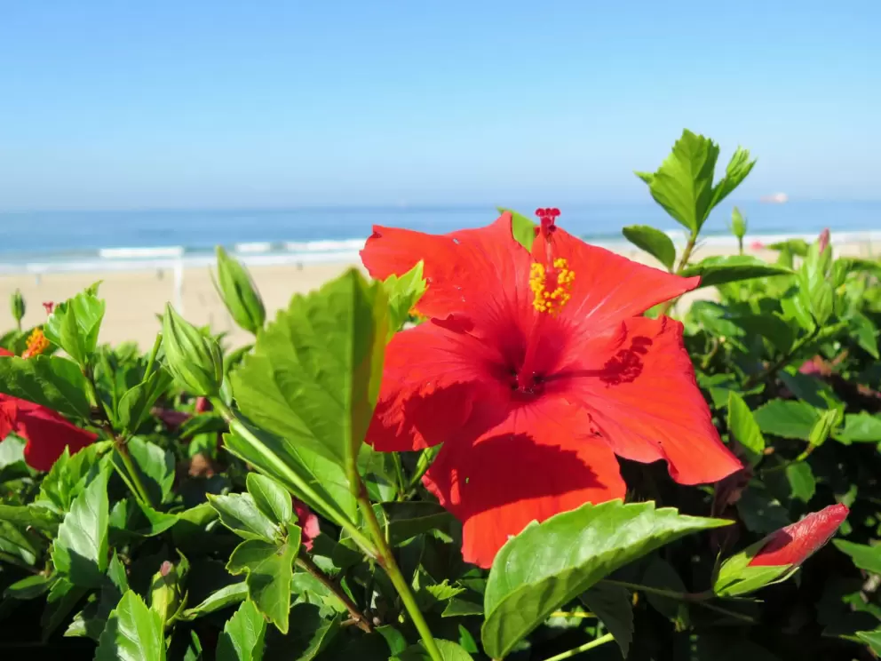 Red hibiscus in the sun.