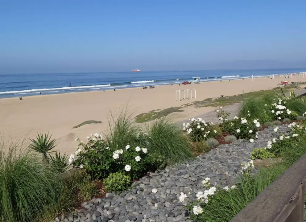 White roses, ornamental grasses, and pebbles, along the strand. 