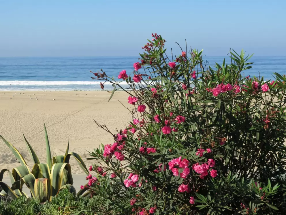 Pink oleander and stripey cactus plant, with the sea below. 