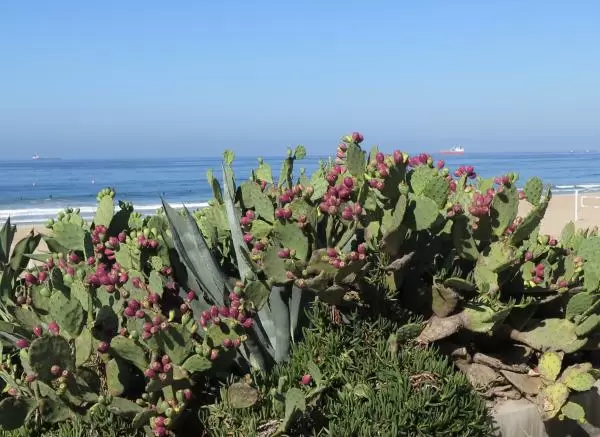 Cactus plant with dark pink blooms, and the sea in the distance. 