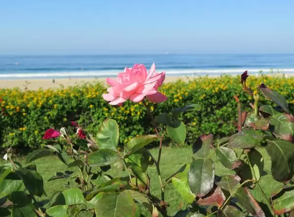 Pink rose with the sea in the backdrop!