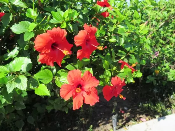 Red hibiscus. 