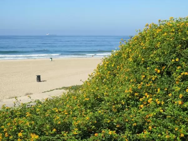 Yellow lantana thriving above the sea. 