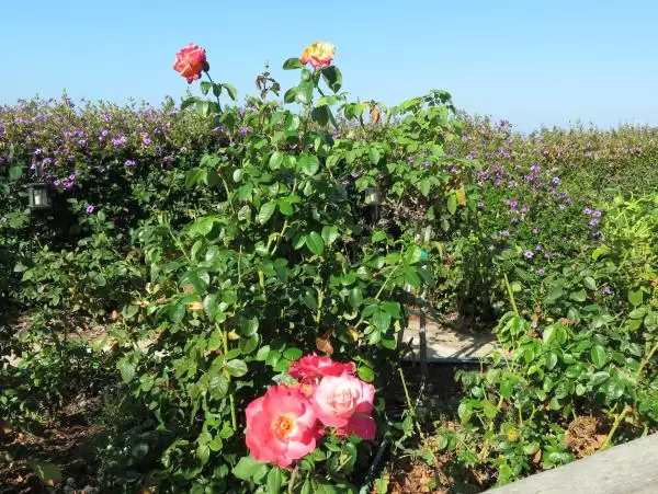 Rose and purple flowers. 