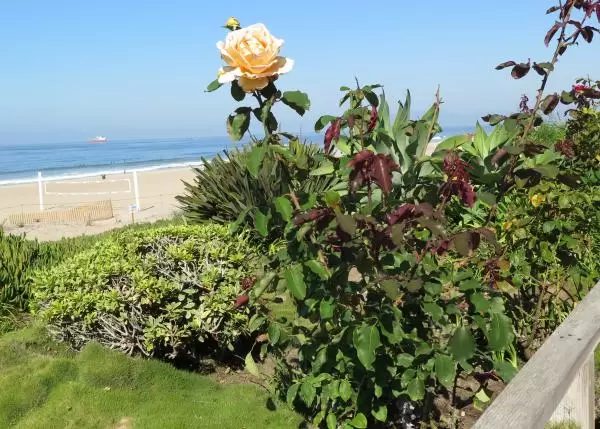 Peach-hued rose, sand, and sea. 