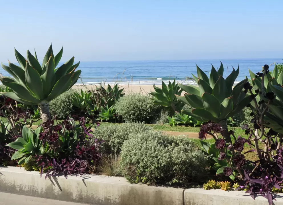 Purple plants in flower beds. 
